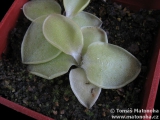 Pinguicula macrophylla