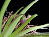 Pinguicula moctezumae