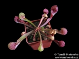 Sarracenia psittacina