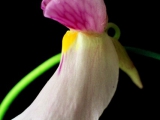 Utricularia blanchetii "pink flower"