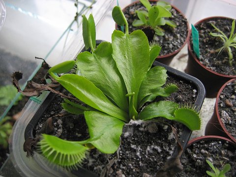 Dionaea muscipula