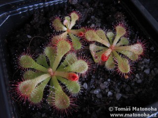 Drosera burkeana