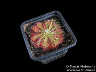 Drosera spathulata