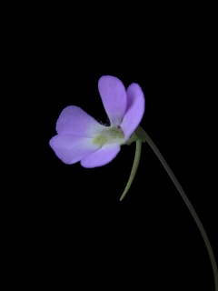 Pinguicula esseriana