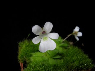 Pinguicula gracilis