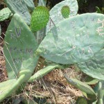 Cactus graffiti - hora Lycabettus - Atény